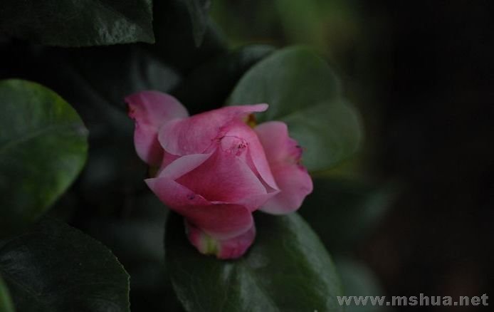 DSC_7309.jpg