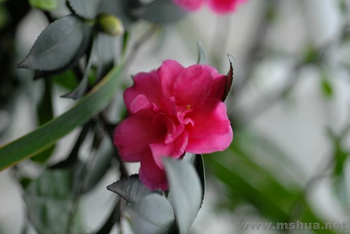 DSC_7313.jpg