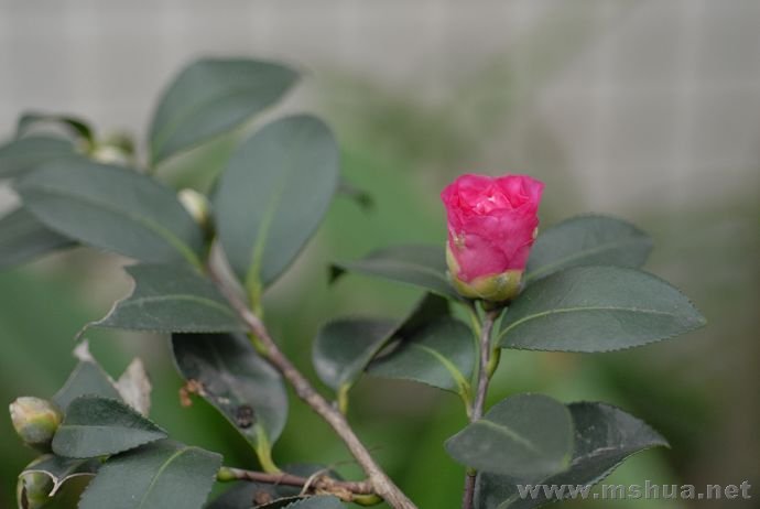 DSC_7311.jpg