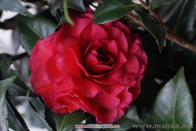DSC_7286.jpg