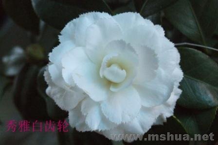 ���Ű׳���