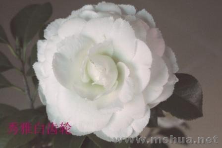 ���Ű׳���