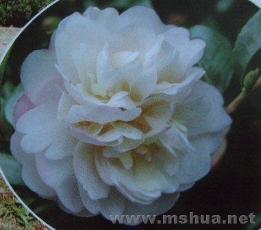 ��÷----����