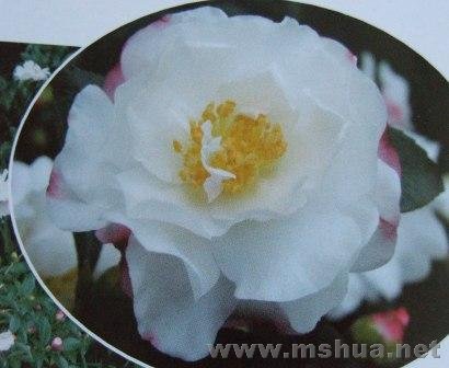 ��÷---����