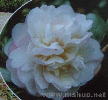 ��÷---����