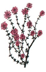 ʵ��ͼ��ȱ��