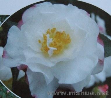 ��÷-----����