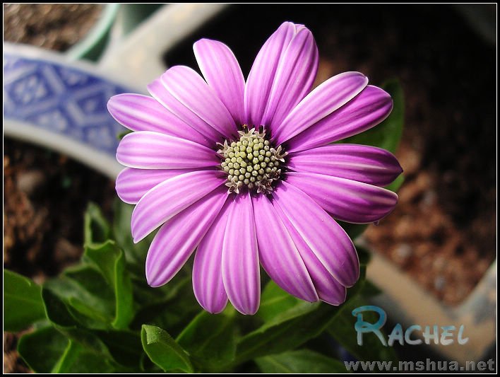 ��һ�쿪��ʱ���е���ɬ