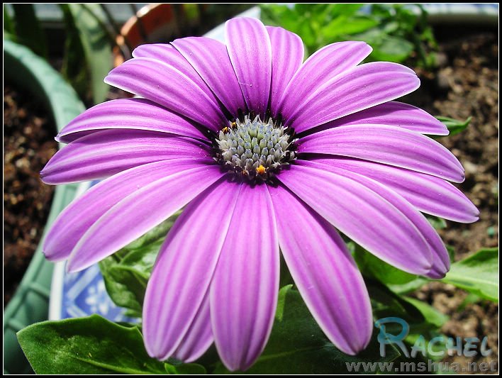 2��󻨰���չ����