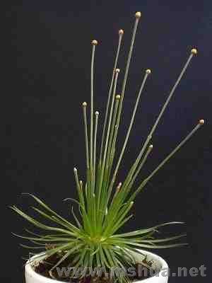 ͼƬ���Թ�����վ