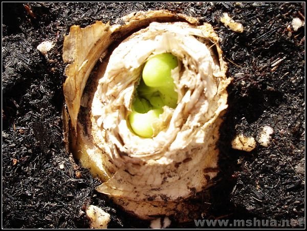 ����о����Կ���������