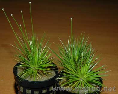 ͼƬ���Թ�����վ