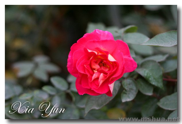 IMG_7311 ����.jpg