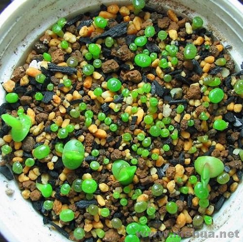 ������ʯ��