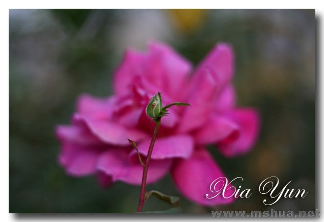 IMG_7338 ����.jpg