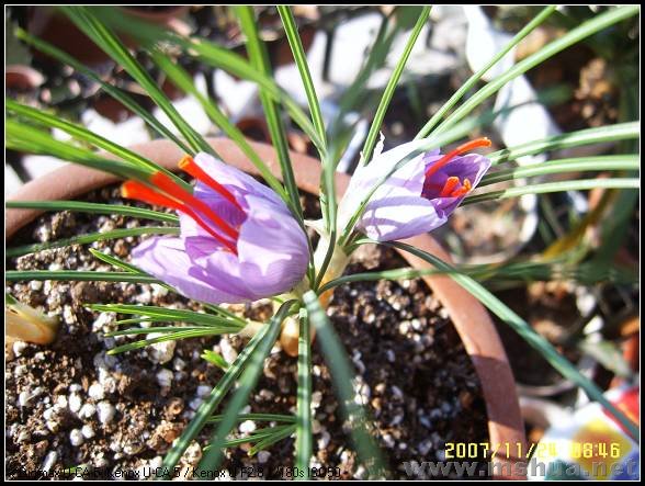 SUC59315_nEO_IMG.jpg