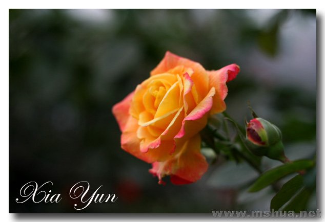 IMG_7332 ����.jpg