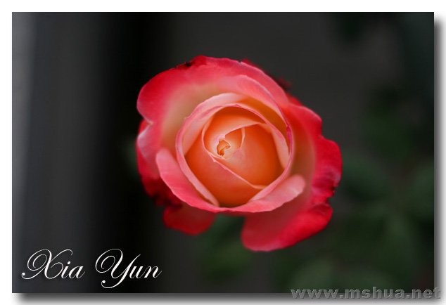 IMG_7339 ����.jpg