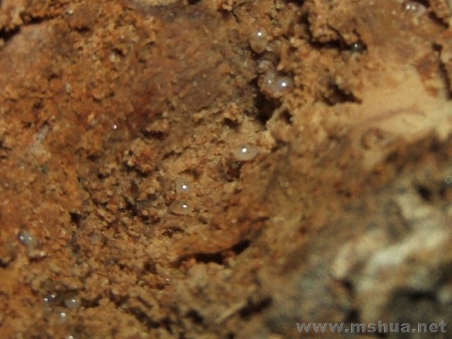 ��С��͸�����ӣ��ᶯ��