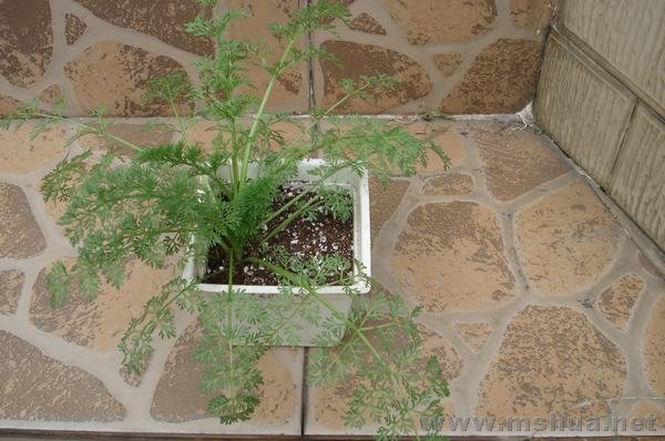 ����������צ��