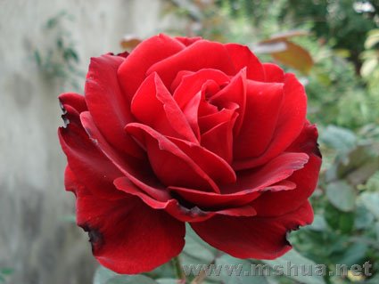DSC03732.JPG