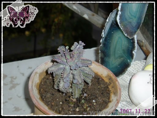 ������ (1).jpg