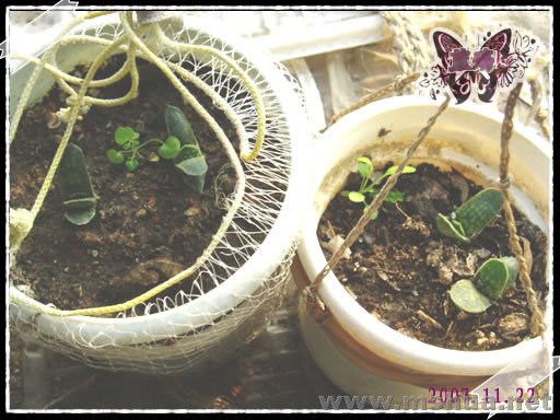 ������Ҳ�������