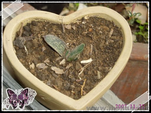 ���Ƴ�����С��