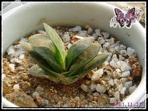 ����Ѿ�����׳�ɳ���