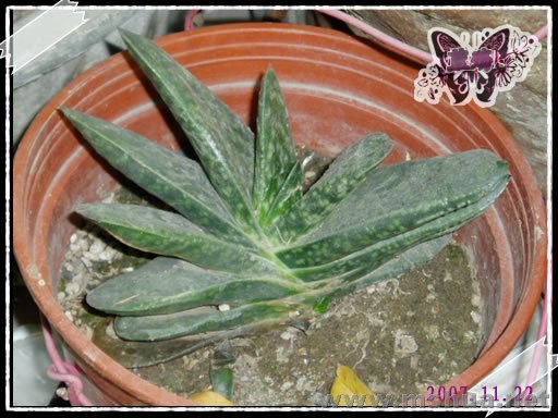 ��������裬��СС�ó����