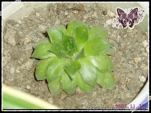 �����������ˡ�����