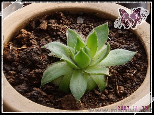 ����Ǹ��Ƶ�