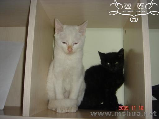 DSC01240 ����.jpg