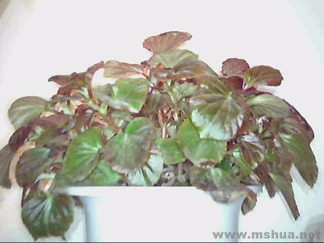 ͼƬ 021.jpg