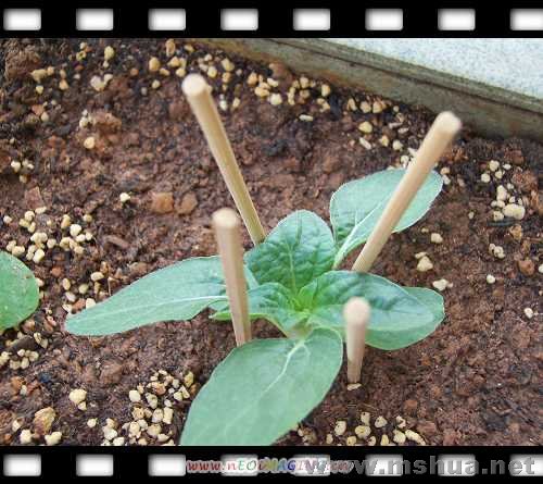 ���տ���ÿ��һ��Ҫ���ϼ���ģ������Ǽ���ͷ�����˻�