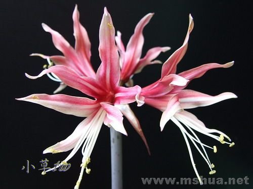 Cybister Tarantula-1.jpg