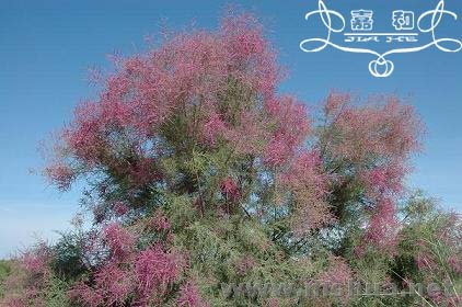 ��ľԲ 017 ����.jpg