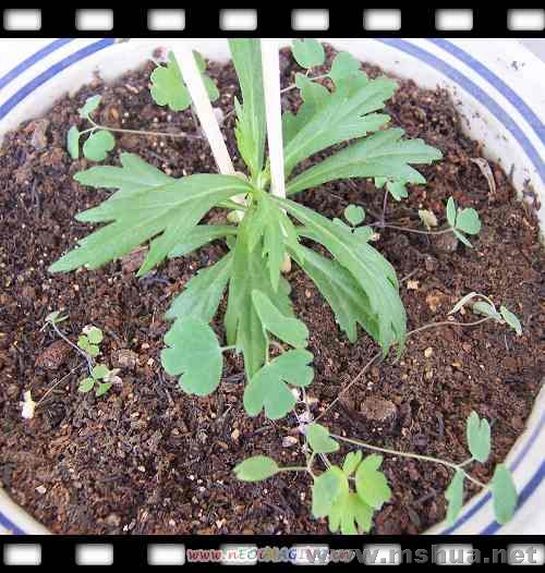 R���͵Ĵ󻨲�˹�գ���֪����ô���ֻ����һ�ã����ﶷ��ס��һ���������ˡ�