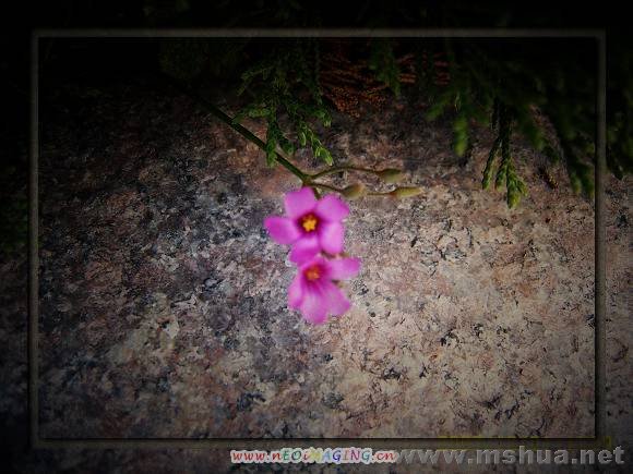SUC59463_nEO_IMG.jpg