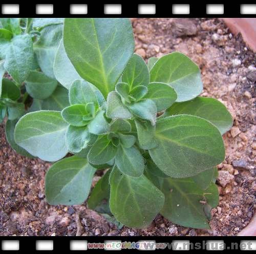 ��ֲ�����µ���ţ���Ѿ�ժ��һ����