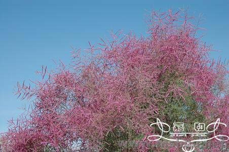 ��ľԲ 018 ����.jpg