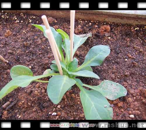 ��ֲһ���µ���ţ��̨��������·�ѿ��