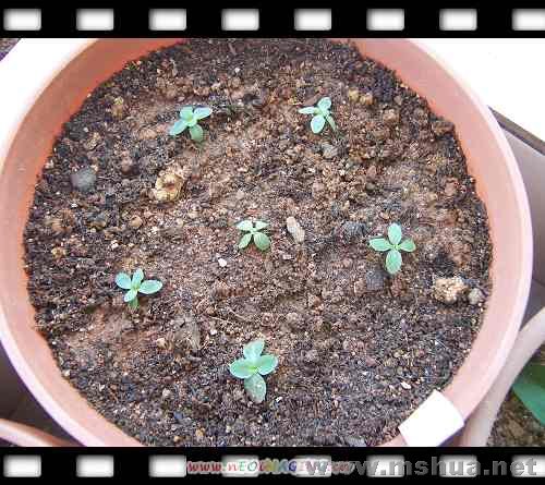 �л�Ʒ�ֵ���۹����������������Ͷ�ֲ��ʱ���˶���