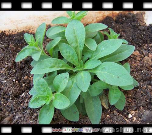 ��ֲ�����²�������ժ�Ŀɲ�֪�������