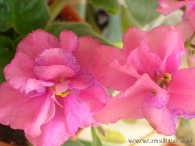 ���������ǿ�