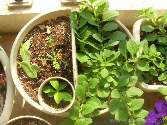 �ͱ�����ɫ�İ�ţ����һ������