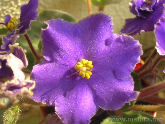 ��ɵ������