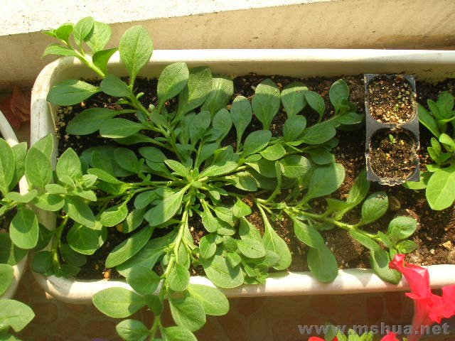 ���޶̻������ţ,��צ��һ��