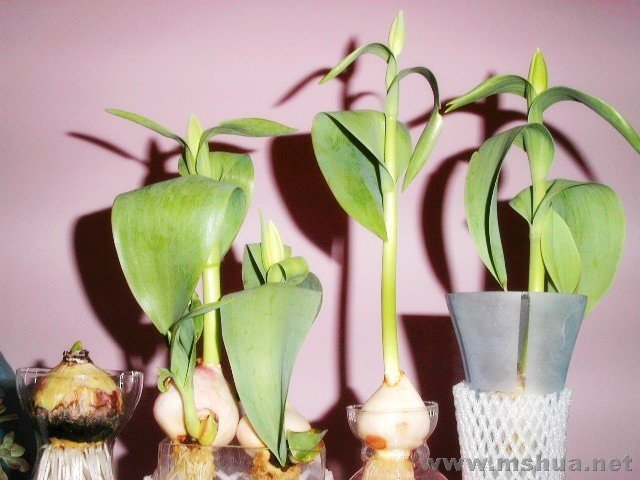 PICT1151.JPG
