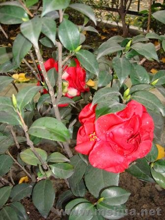 DSC03832.JPG